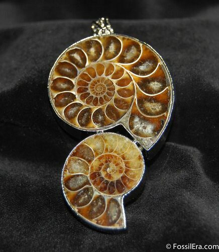 Large Two Ammonite Pendant #657